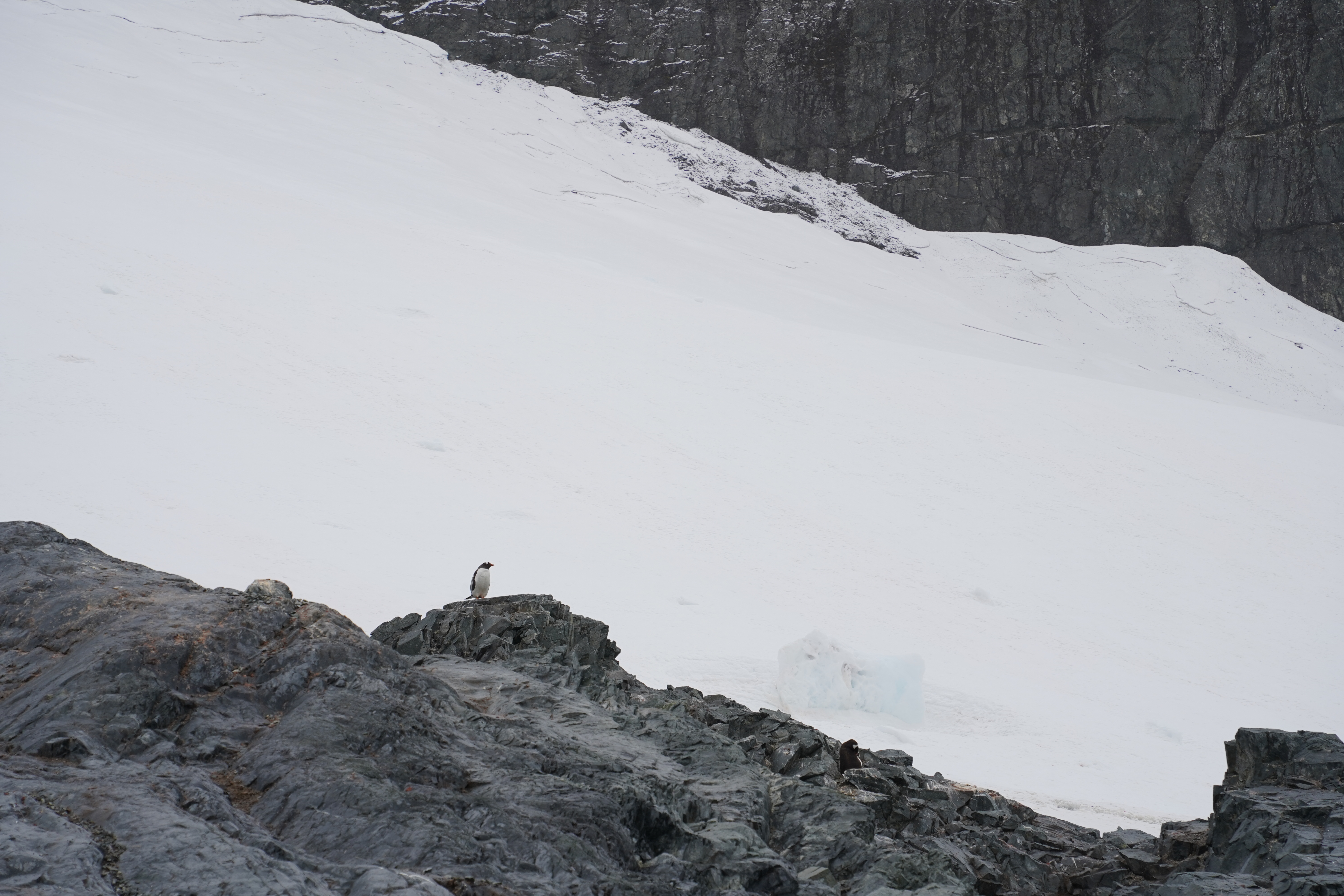 A penguin standing alone on top of a giant rock.