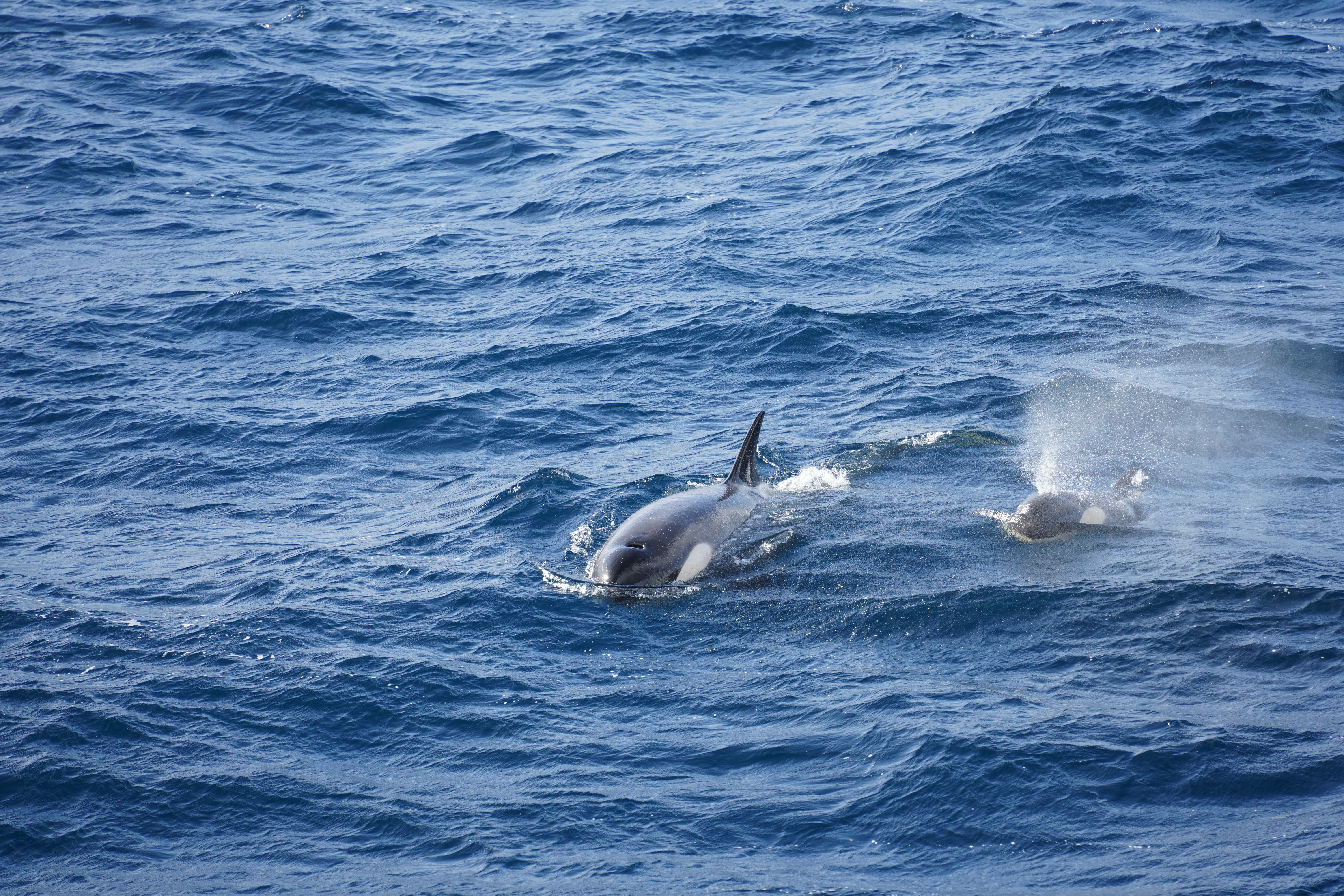 An adult orca with its calf surfacing for air.