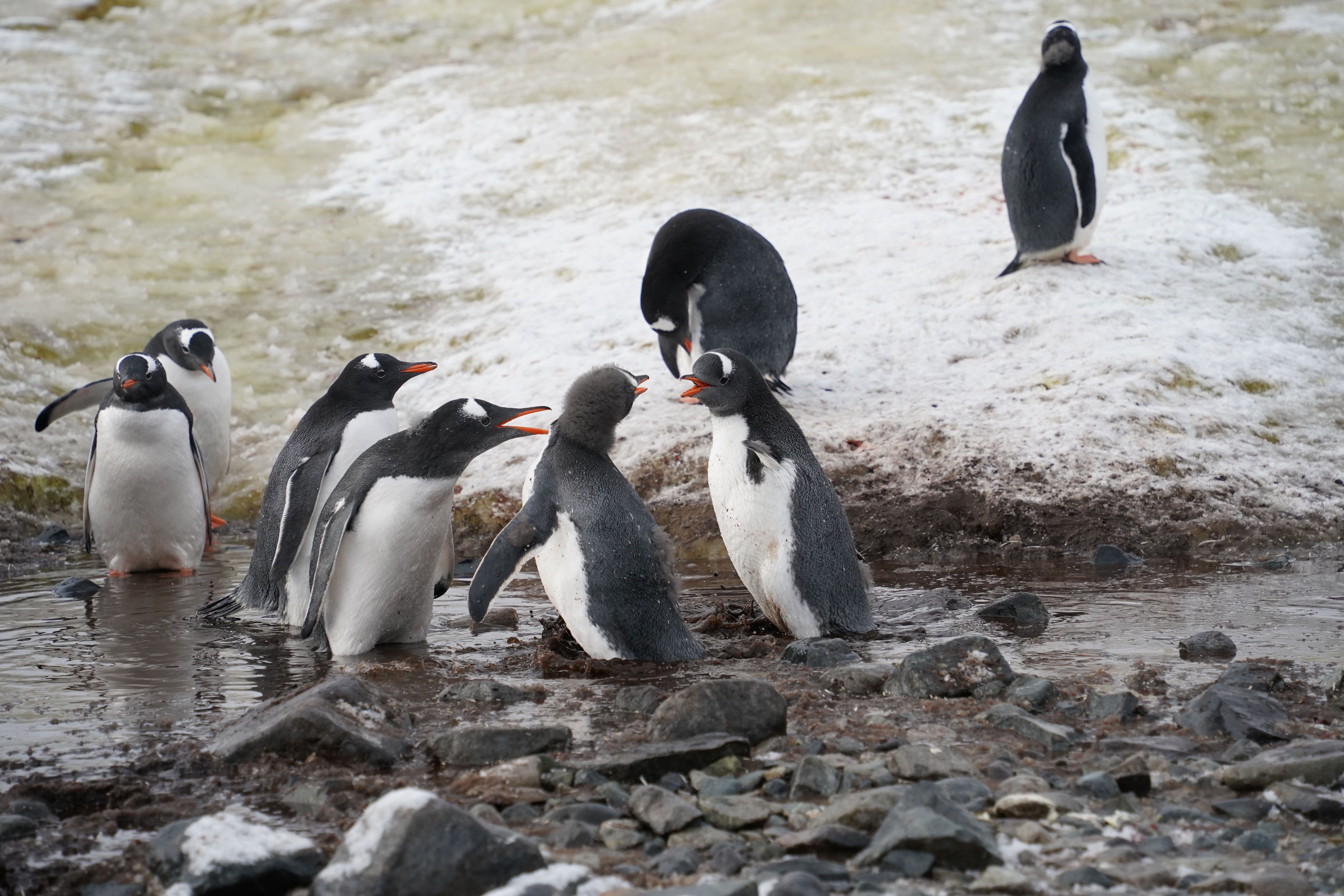 A group of penguins, some with their wings extended and some with beaks open. It appears like they are talking to each other about something.