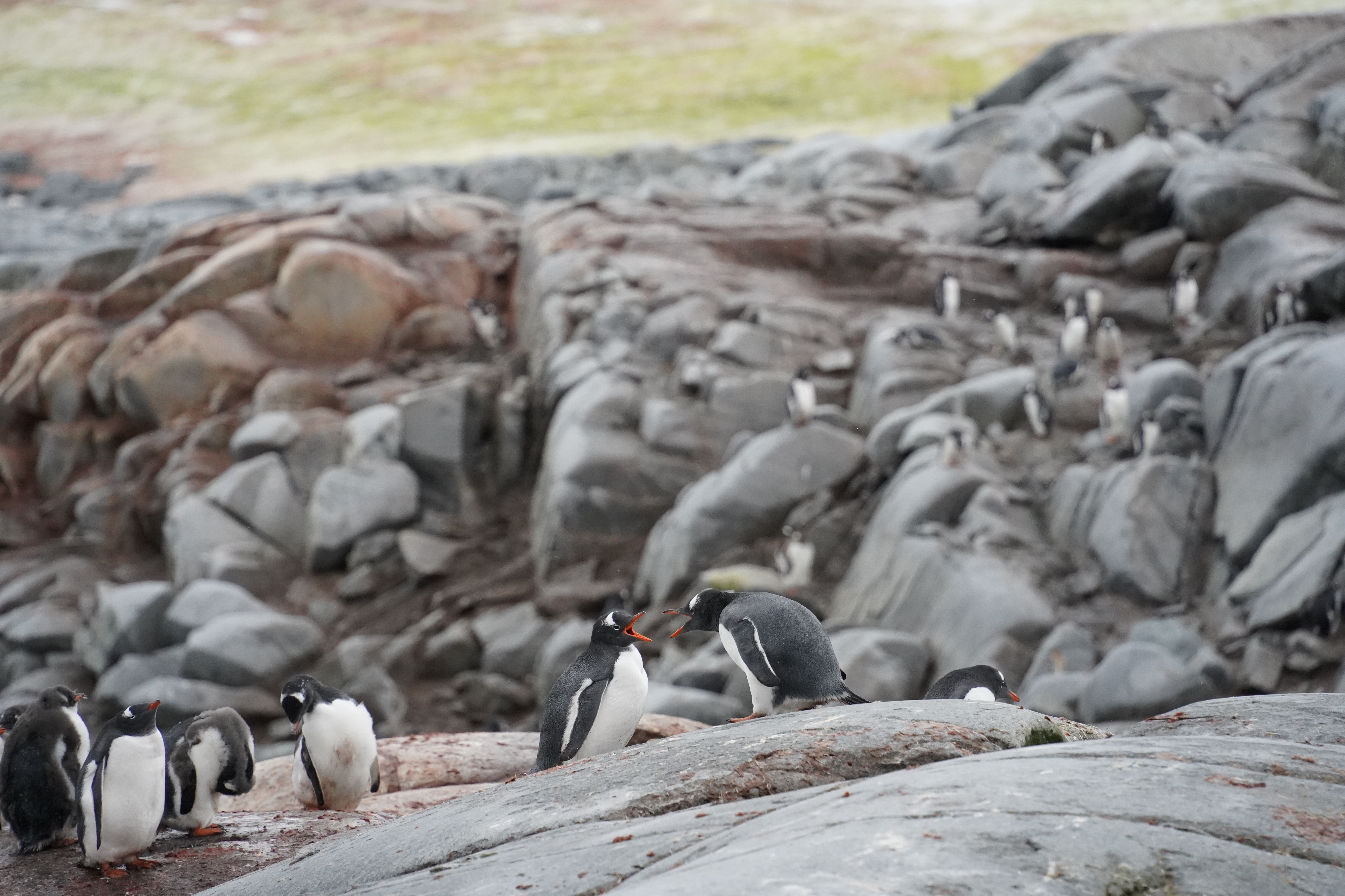 Two penguins staring at each other with their beaks open. They look like they’re yelling at each other.