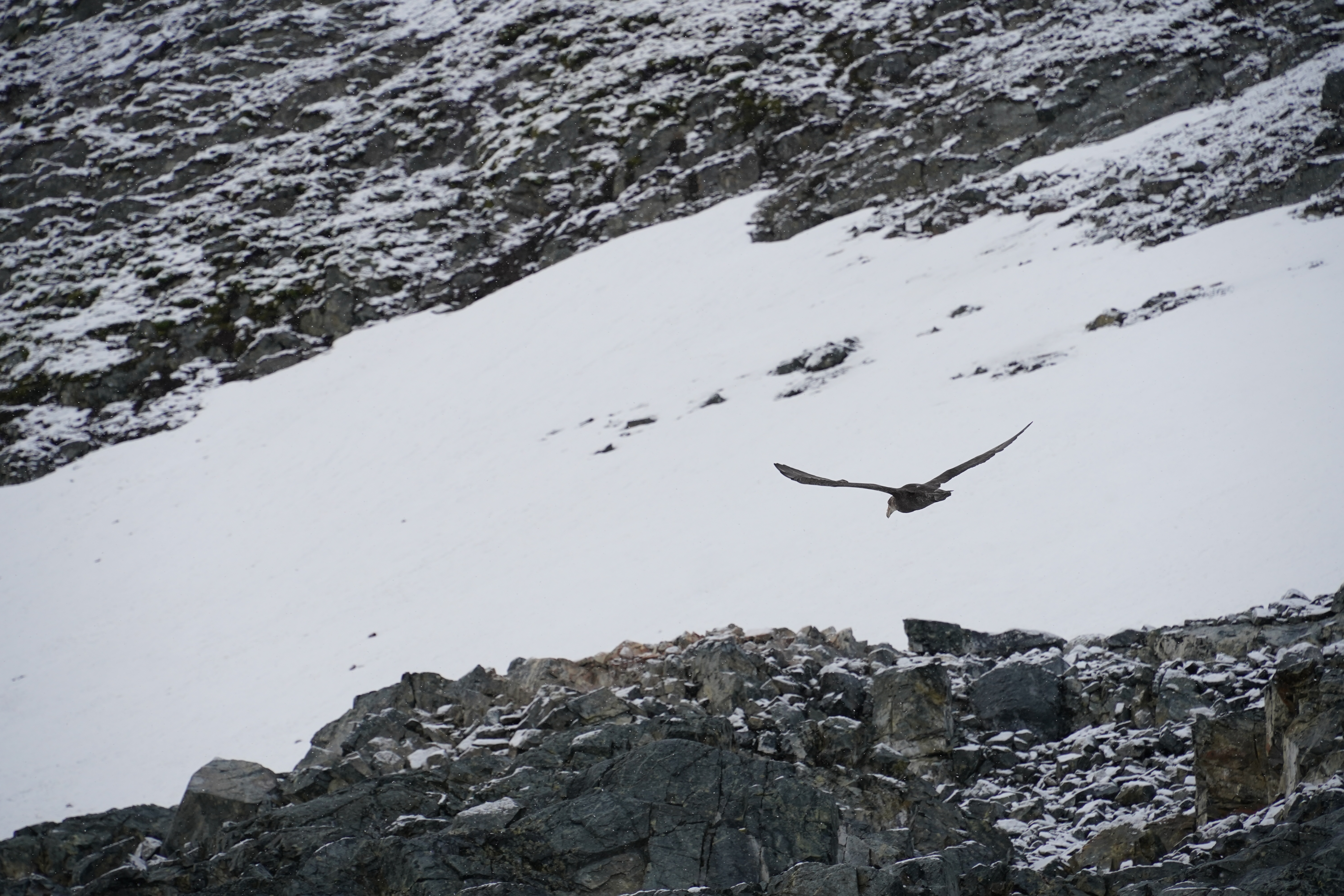 A giant petrel with its wings stretched out as it flies over the snow at Cuverville Island.