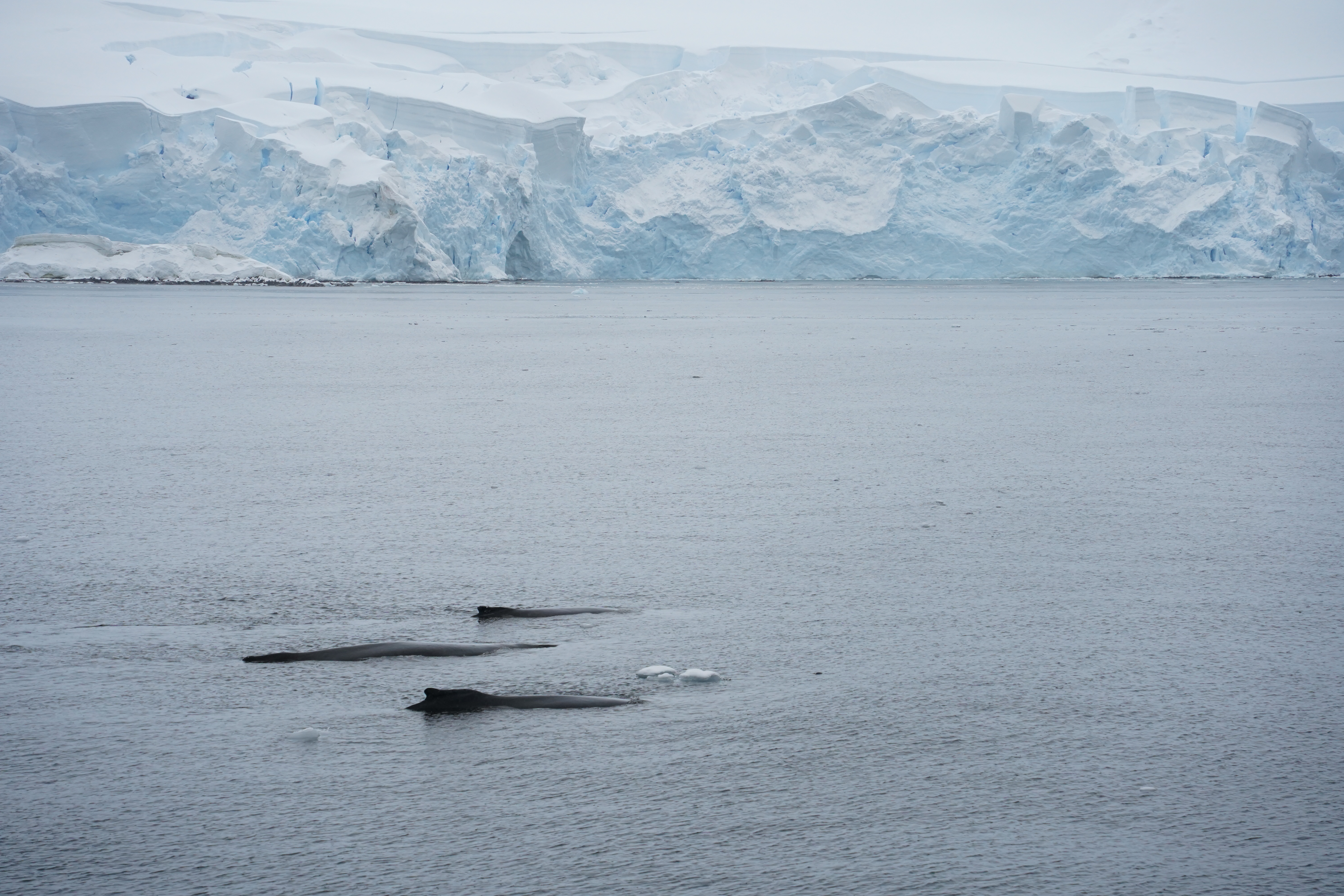 A group of three humpback whales resting on the surface of the water
