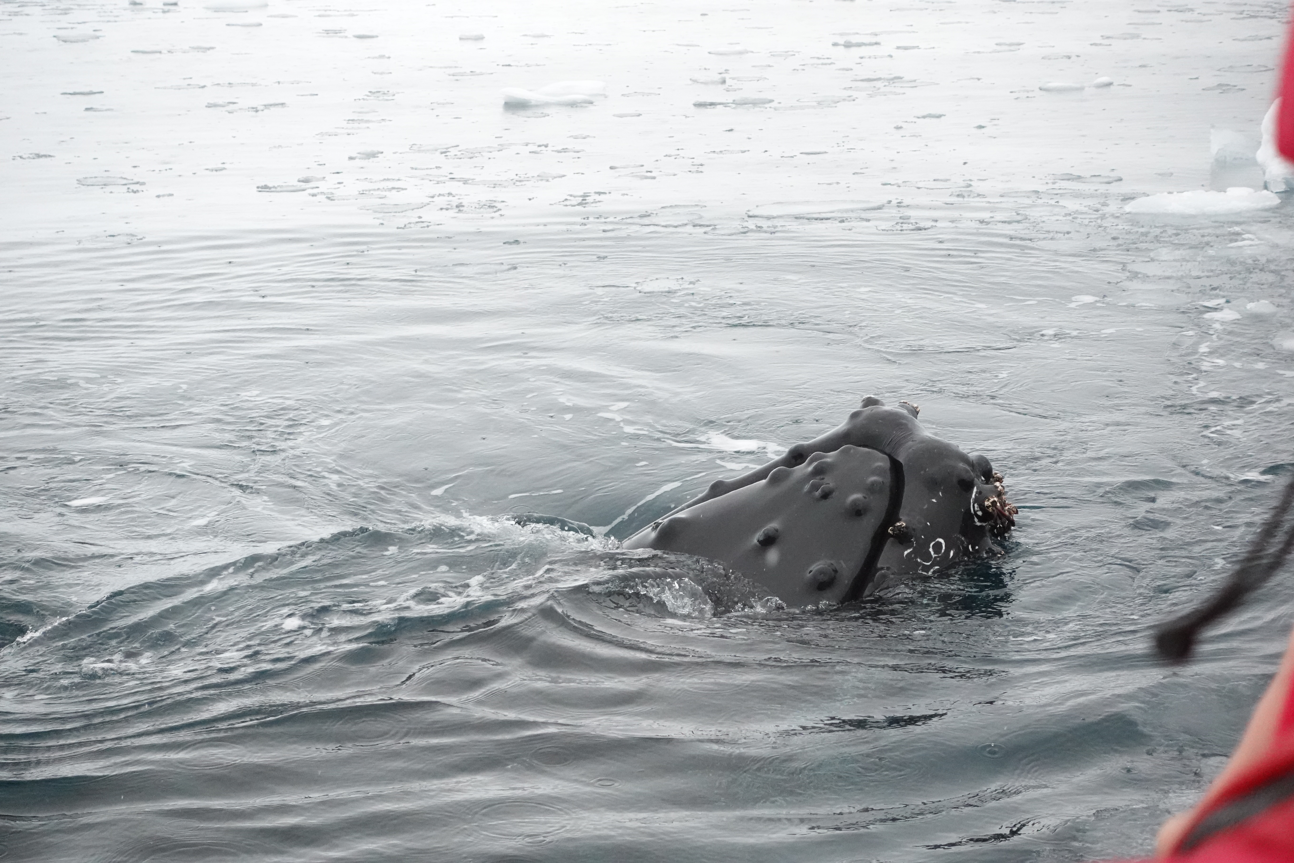 The mouth of a humpback whale surfacing for food.
