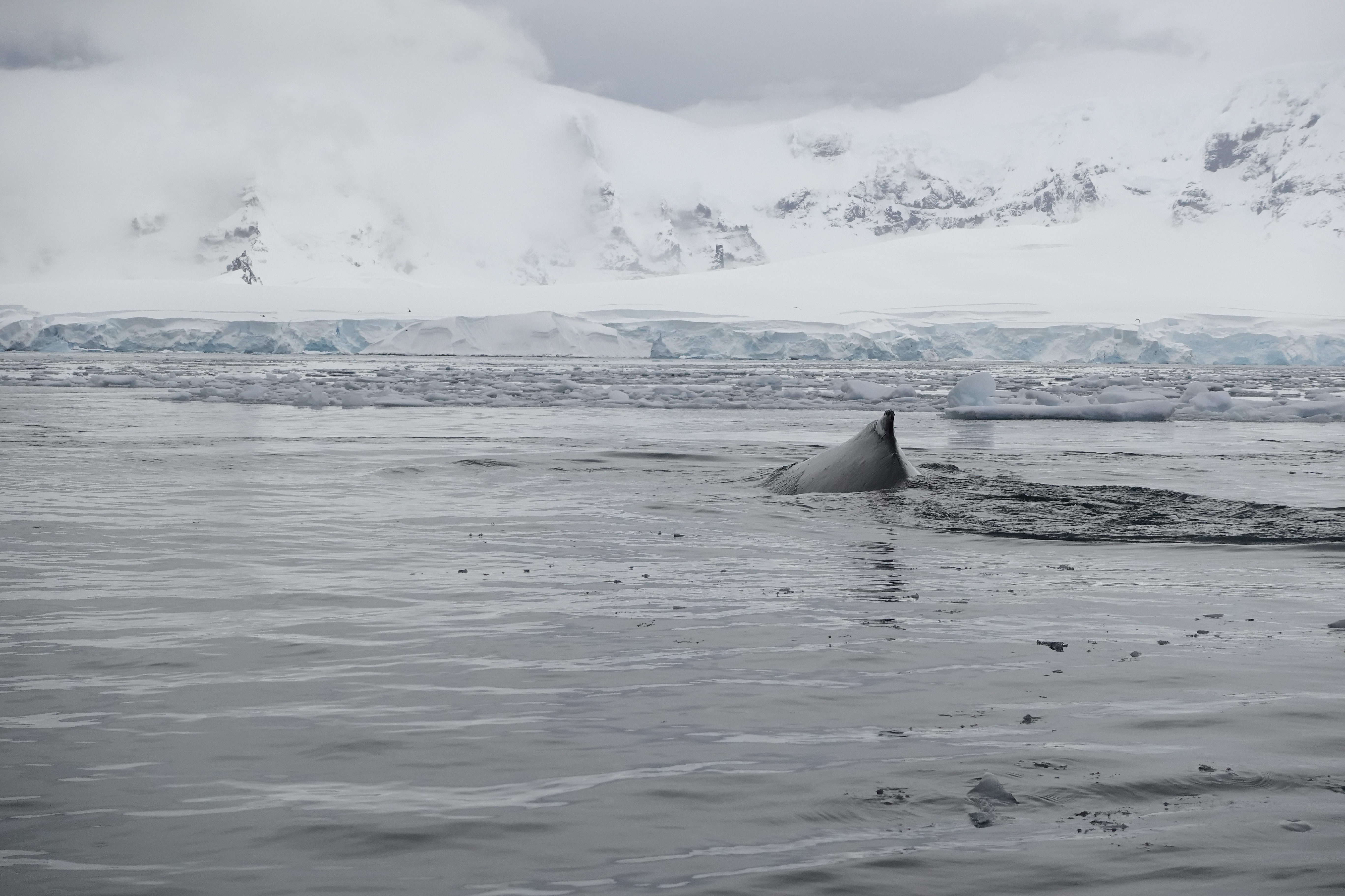 A humpback whale is surfacing for air.