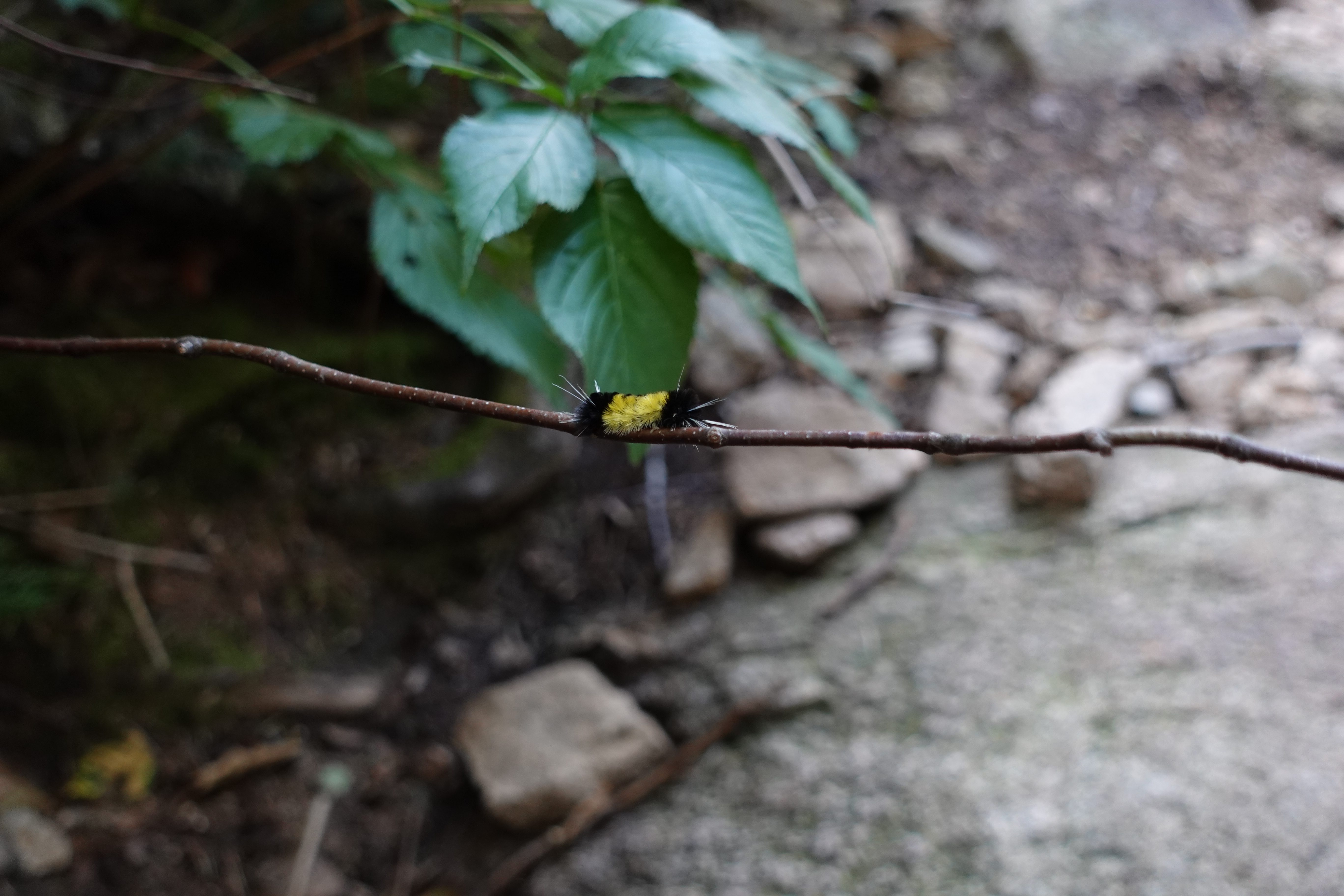 An image of a caterpillar on the descent of Mount Lafayette