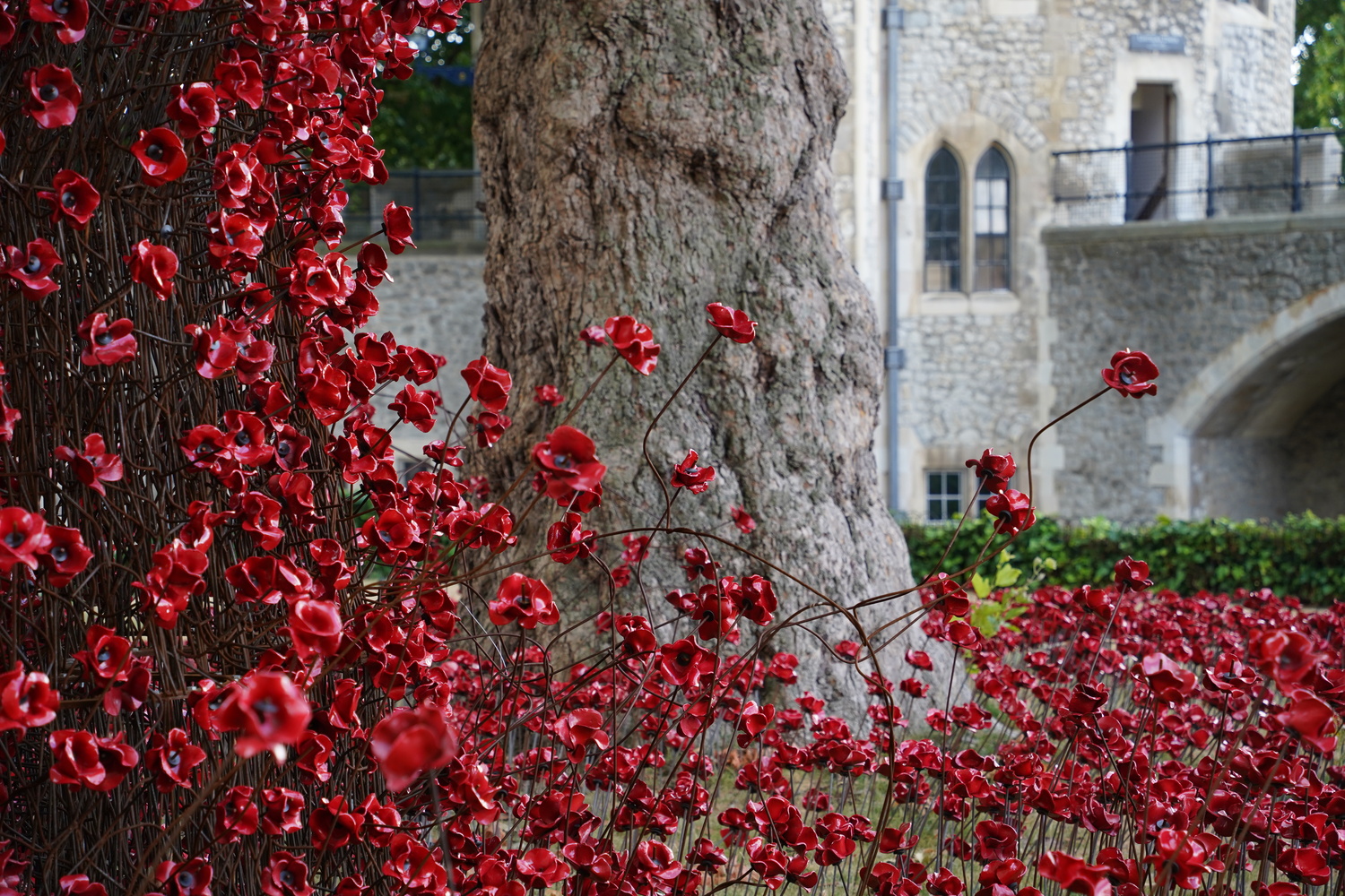 An image of the "Blood Swept Lands and Seas of Red" installation at the Tower of London, which commemorates the fallen soldiers of WW1.