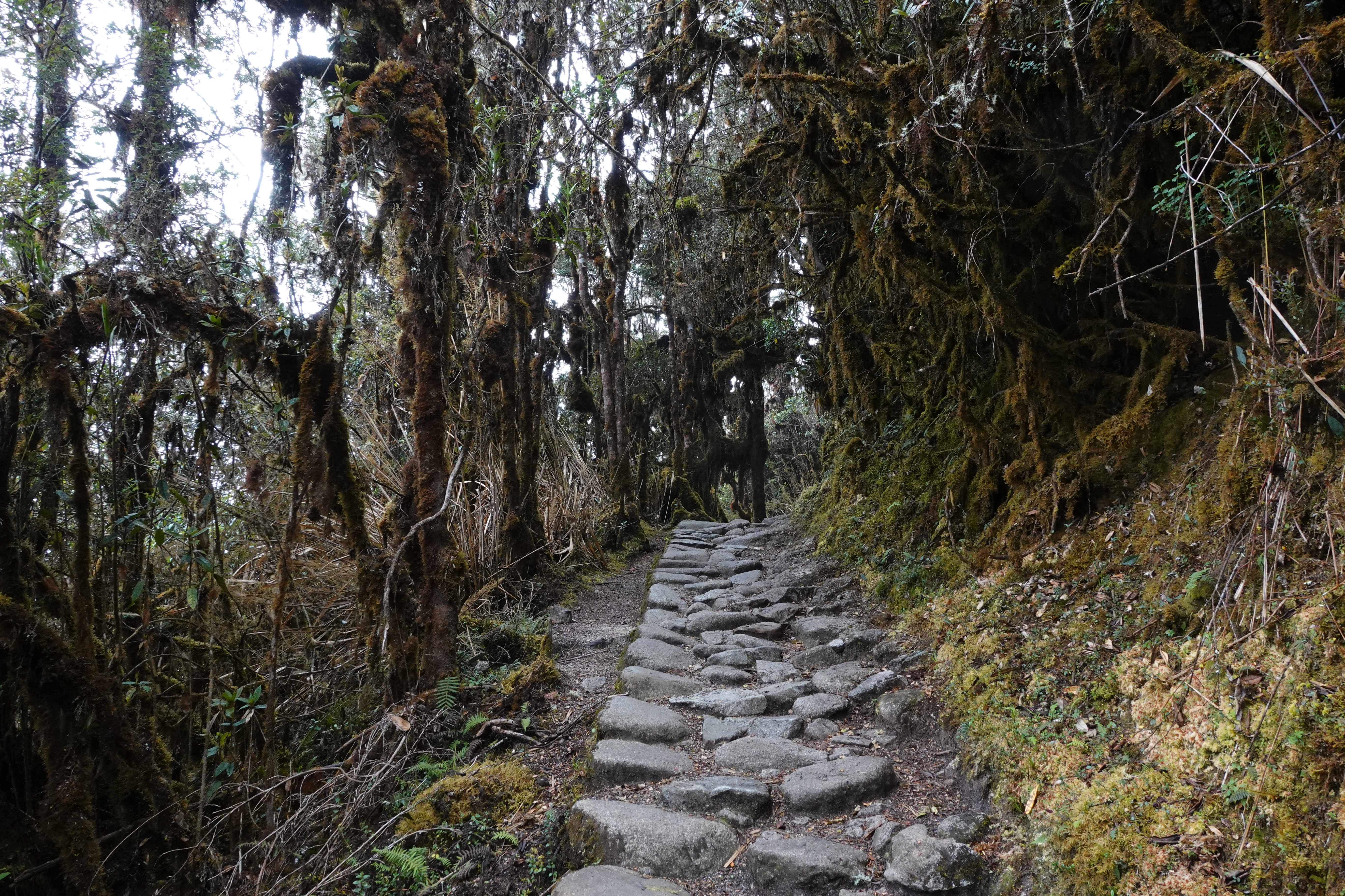 An image of a road taken on the third day of the Inca Trail in Peru